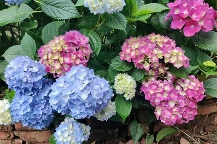 绣球开花后怎么施肥