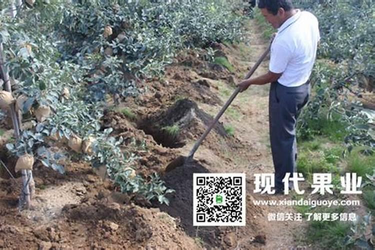玉米肥害的典型症状,防治方法,救治措施
