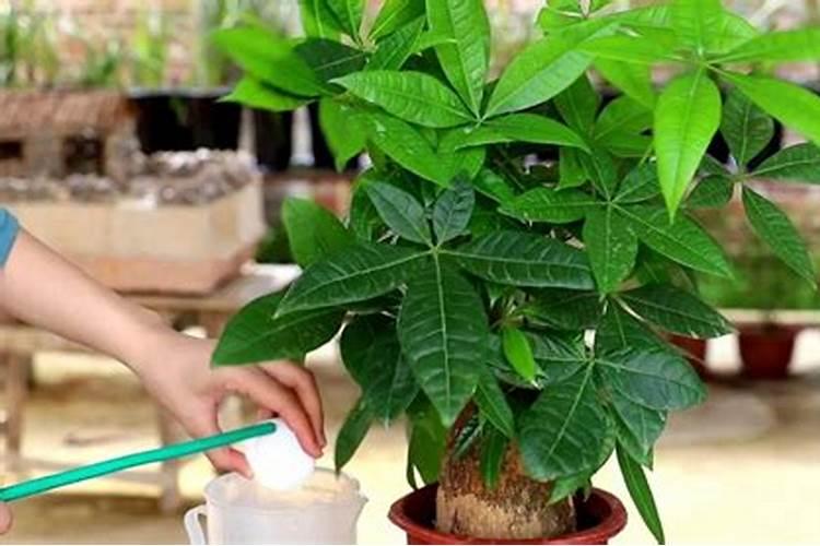 发财树施什么肥料好长得最快最茂盛(浇什么肥可枝叶旺盛)