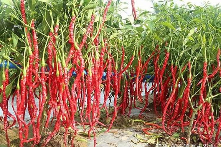 苹果树施钾肥正当时
