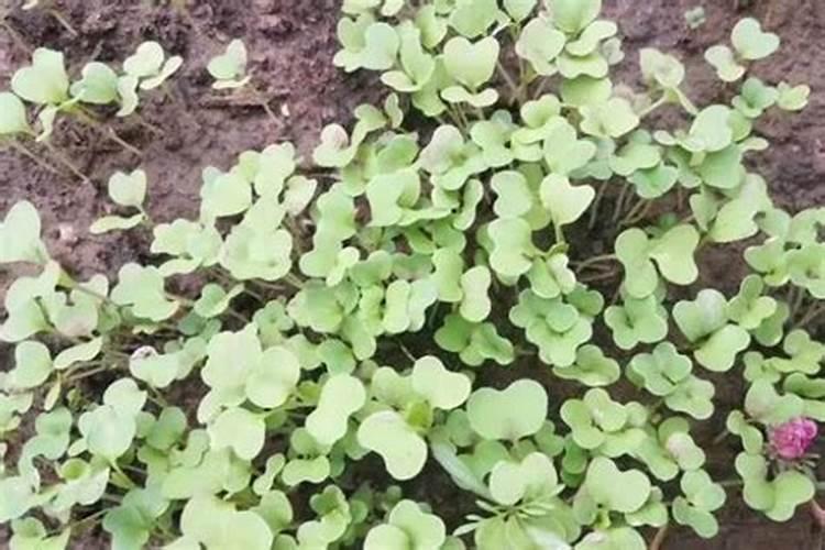 小白菜什么时候施肥 小白菜哪时候施肥比较好