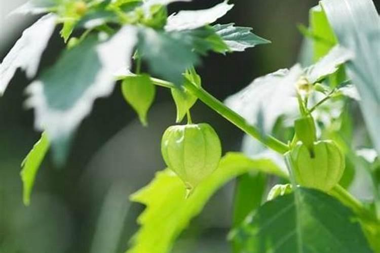 姑娘果种植时间和方法