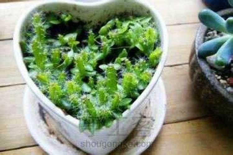 烧烤用的木炭能直接养花吗