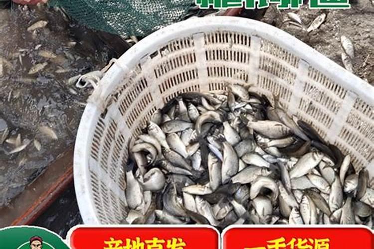 黄栌盆景修剪时间(黄栌盆景修剪时间和方法)