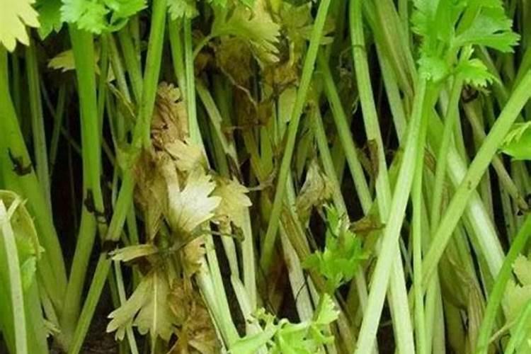 非洲菊怎么施肥