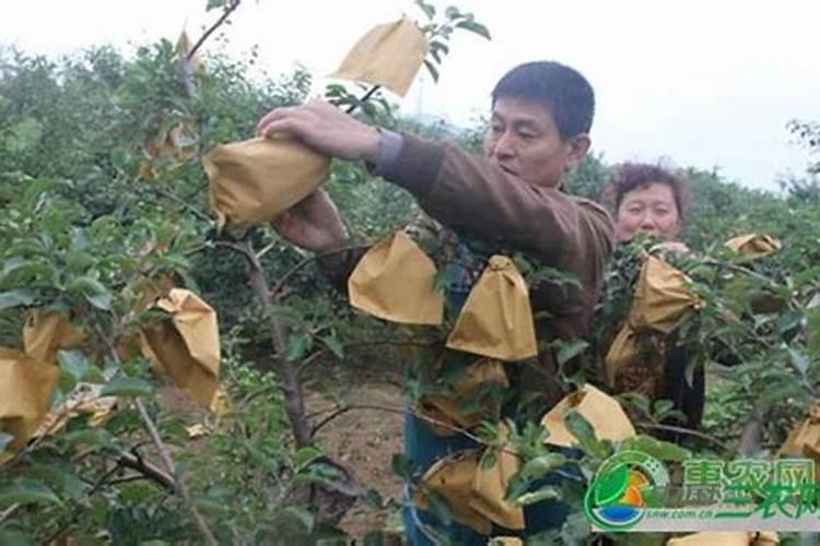 苹果套袋前该怎样施肥？苹果套袋前施肥有什么好方法