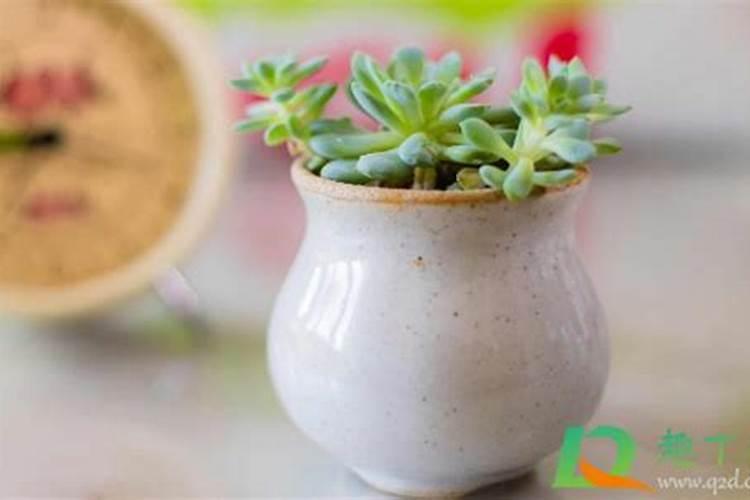 多肉植物怎么栽种