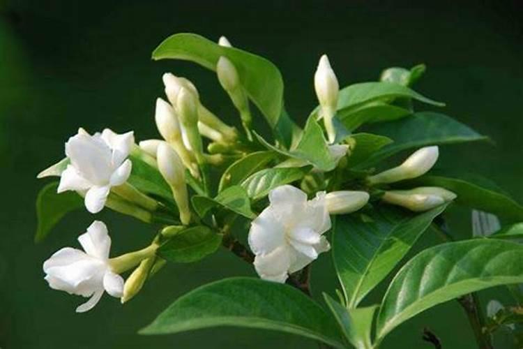 尿素化水冲施效果怎么样
