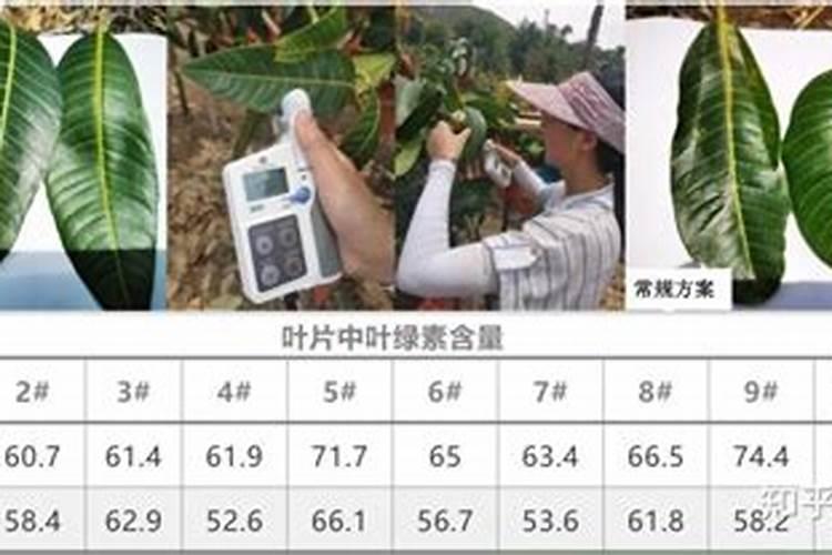 叶绿素叶面肥喷在秧田里能用几次吗？
