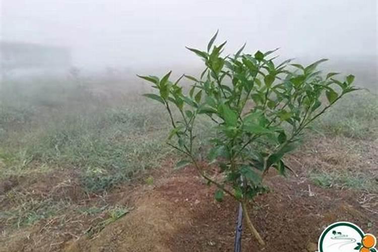 黄豆做肥料注意的事项怎么正确制作花肥黄豆制作花肥的方法