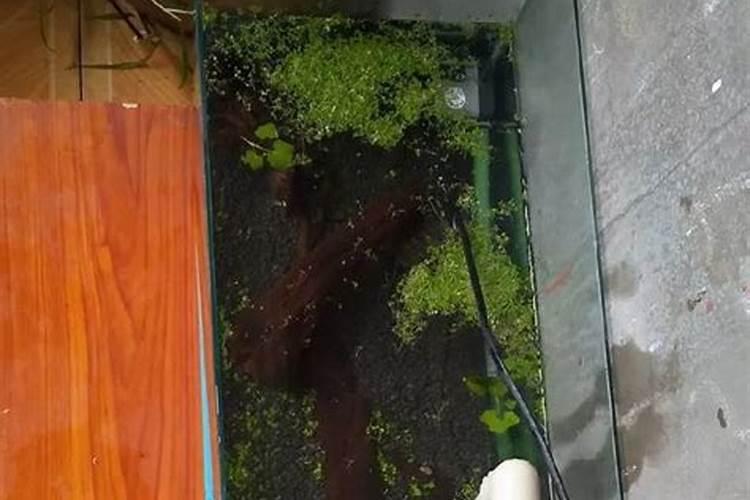 俄罗斯复合肥的最新价格