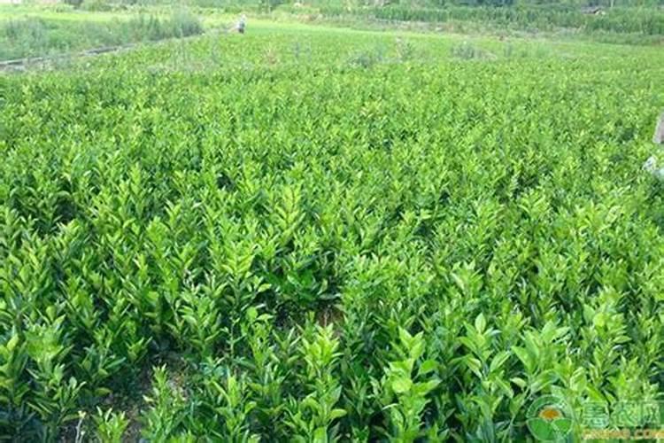 苹果树什么时候施钾肥好