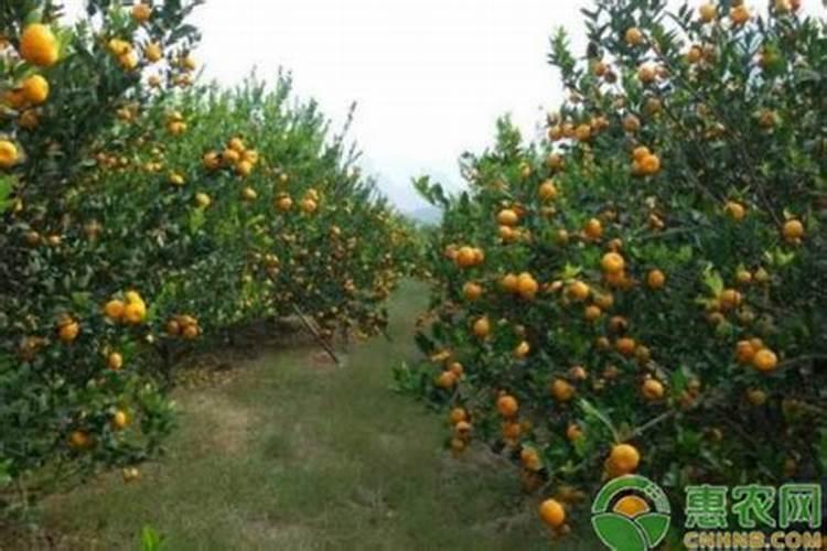 莲藕什么时间种植最好？种苗种植方法介绍!