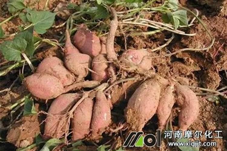 养花一般用什么肥料最好,养花用哪种肥料比较好