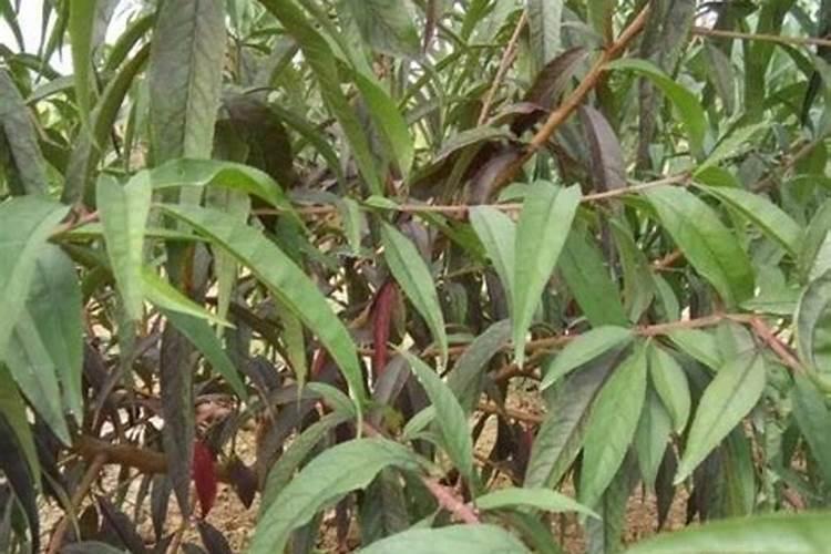 辣椒种植过程中,肥害产生原因有哪些,如何进行防治？