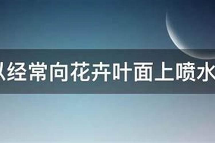 冬天春兰如何施肥