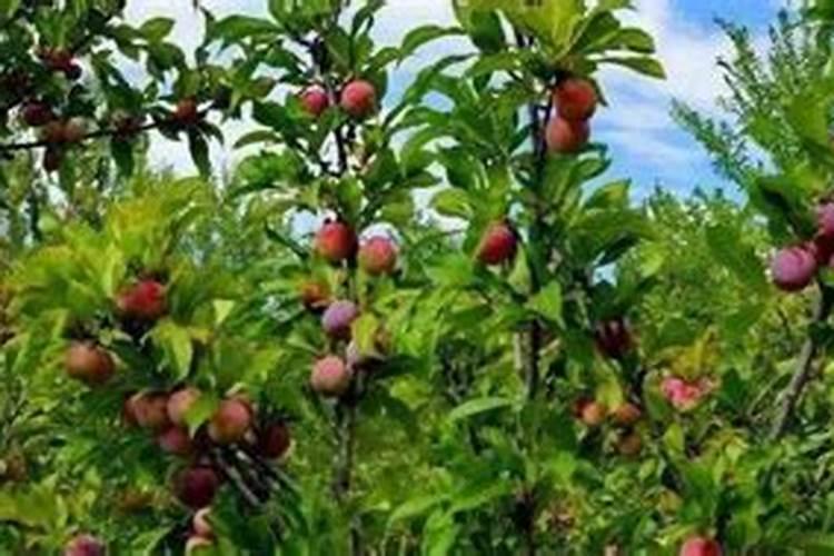 果树能用尿素施肥吗