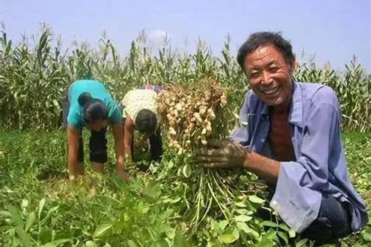 山东适合种什么茶树山东气候适宜种植大红袍茶树吗？