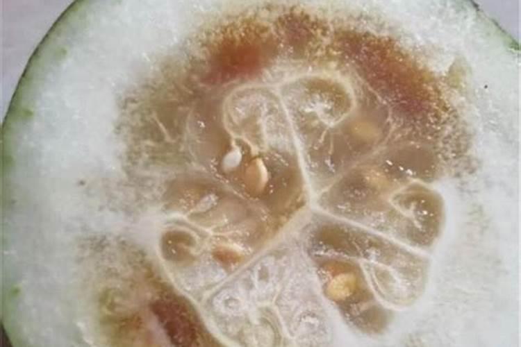西洋南瓜的栽培技术