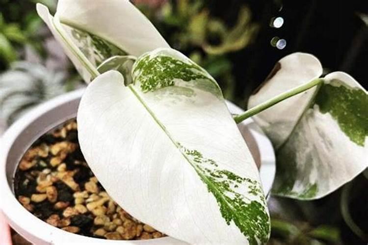 龟背竹怎么才能长得更旺盛？越长越散怎么办？