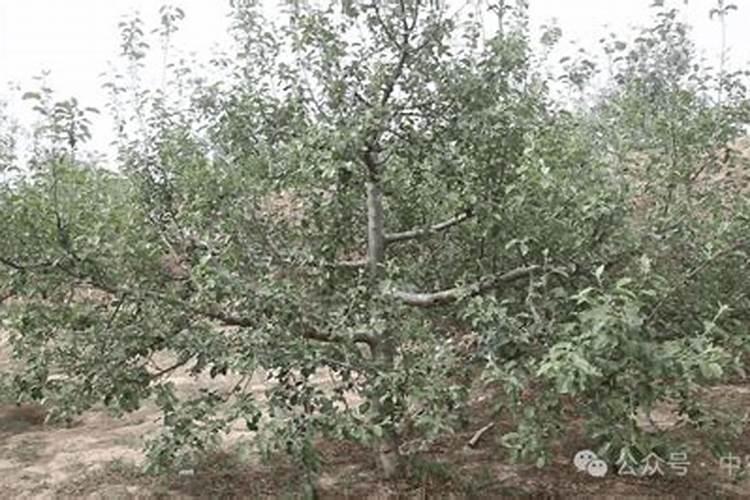 硝酸钾在桃树上什么时候施合适？