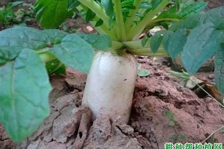 胡萝卜高产需要啥肥料