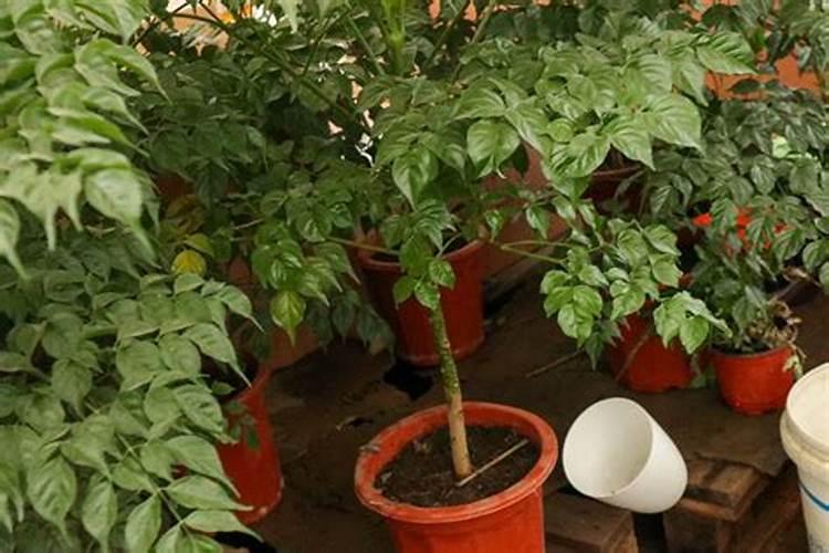 幸福树花肥制作与使用方法