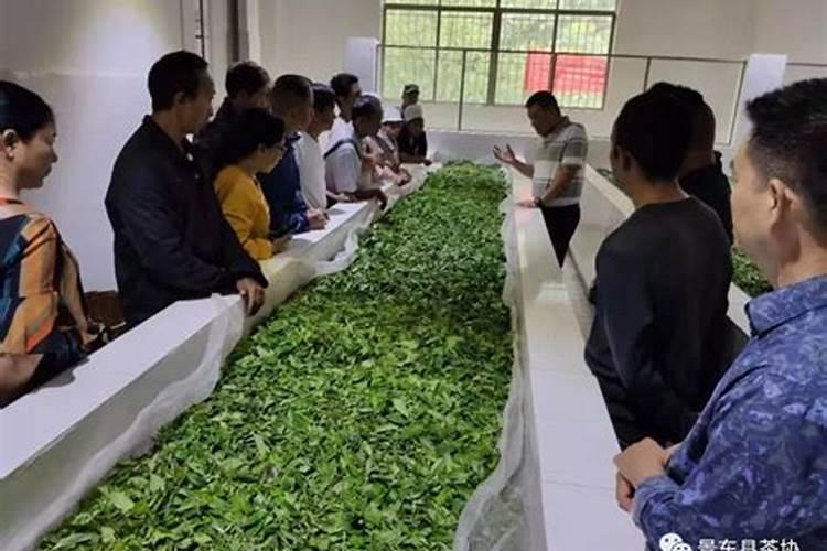 罗布泊复合肥对茶叶品质有何提升？