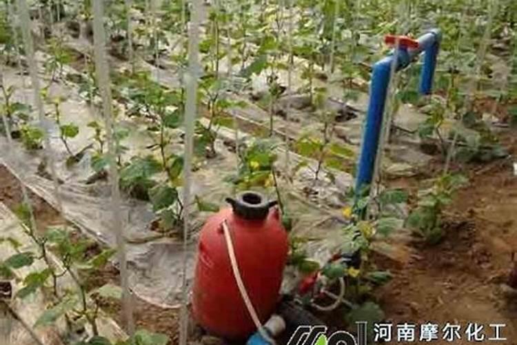 矮壮素冲施用量