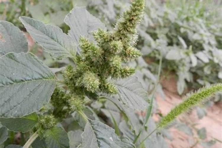 苋菜种子的种植方法