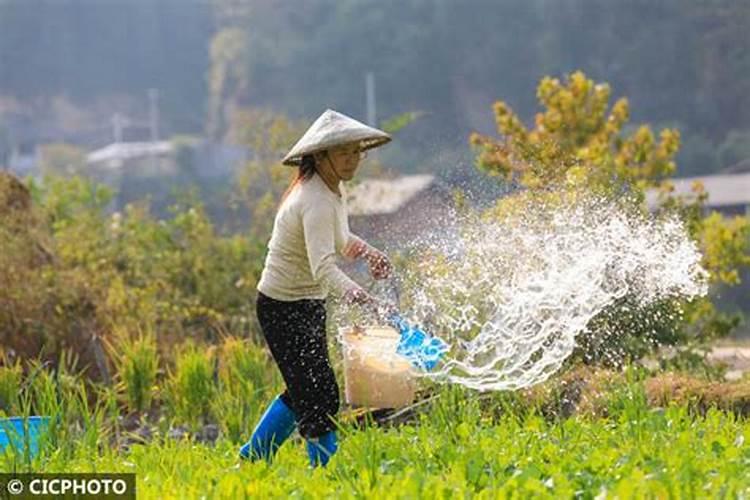 水稻扬花期可以打药吗
