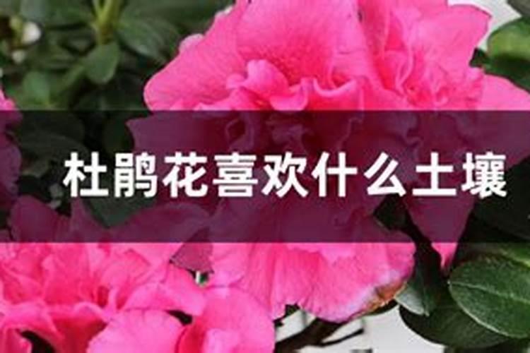 毛杜鹃盆景什么时候施肥最好