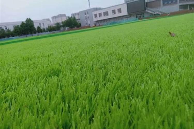 大姜种植后头两次浇水应怎么冲施肥料？