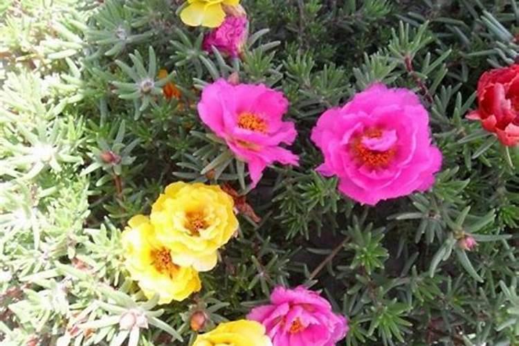 太阳花施什么肥才能花大叶盛？