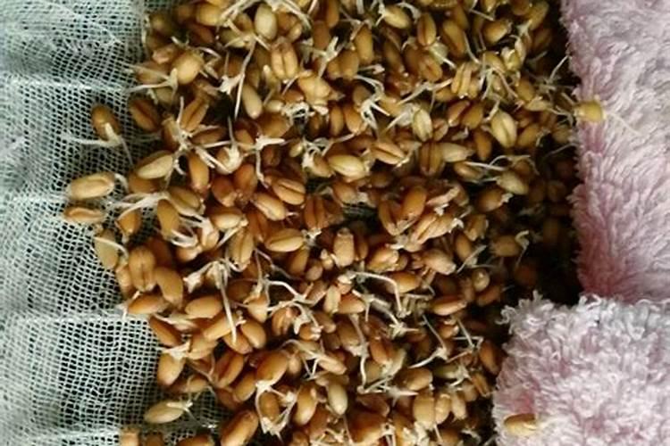 给小麦用叶面肥有需要注意的问题吗？