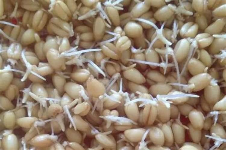 小麦扬花后几天打叶面肥好