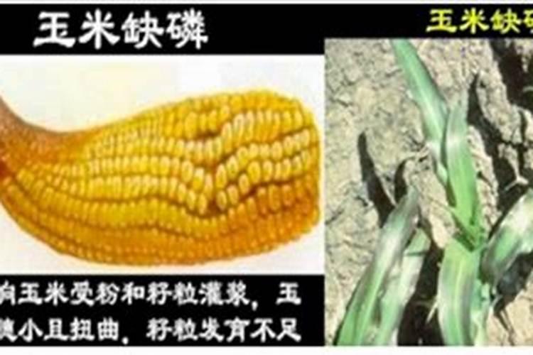 玉米的缺磷症要怎样防治？