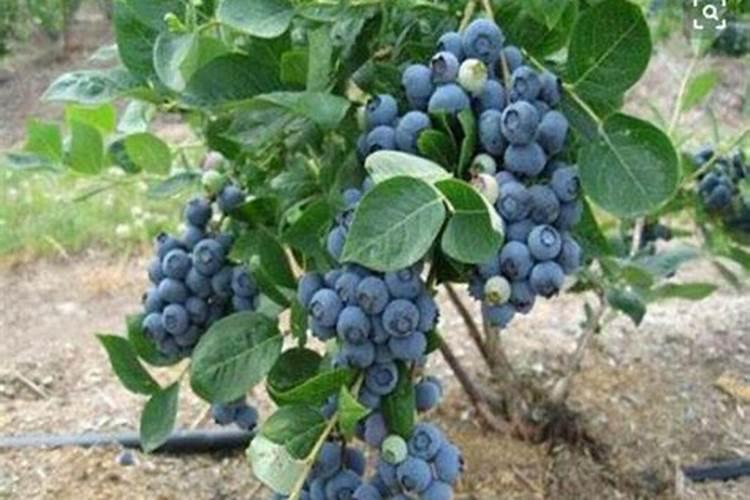 蓝莓施什么肥最好