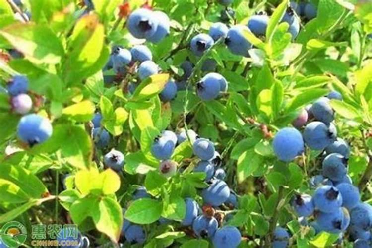 蓝莓施什么肥最好