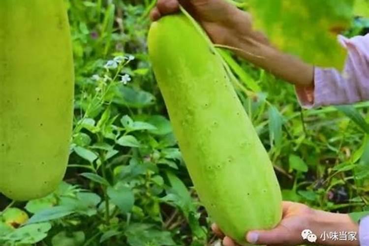 黄瓜用什么肥料产量高