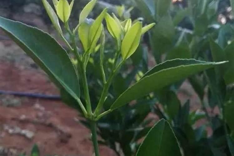 阳台种菜用什么有机肥料最好