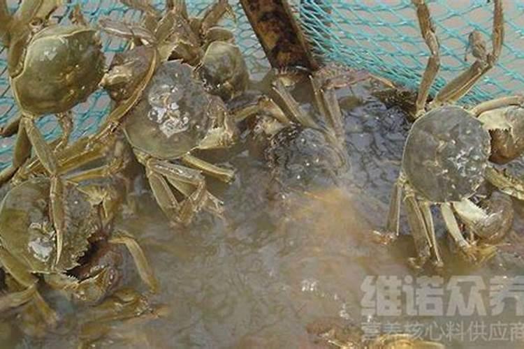 芒果催花打什么药 芒果催花技术指导