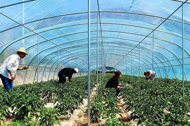 水稻施磷肥有什么作用