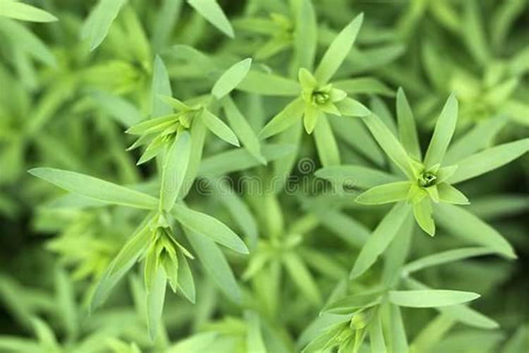 胡麻开花后能不能打农药