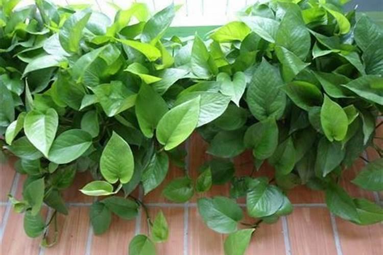 海藻鱼蛋白水溶肥料作用