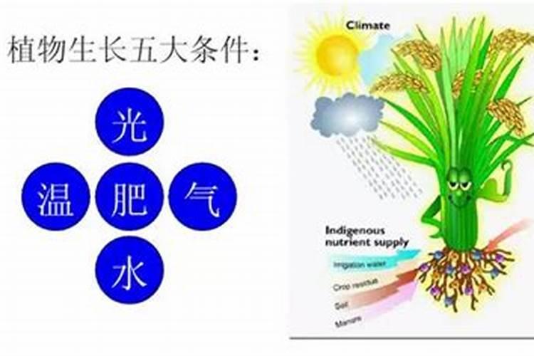 买什么肥料君子兰施肥