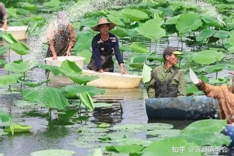 莲藕初期用什么含量的肥？中期用什么含量的肥？