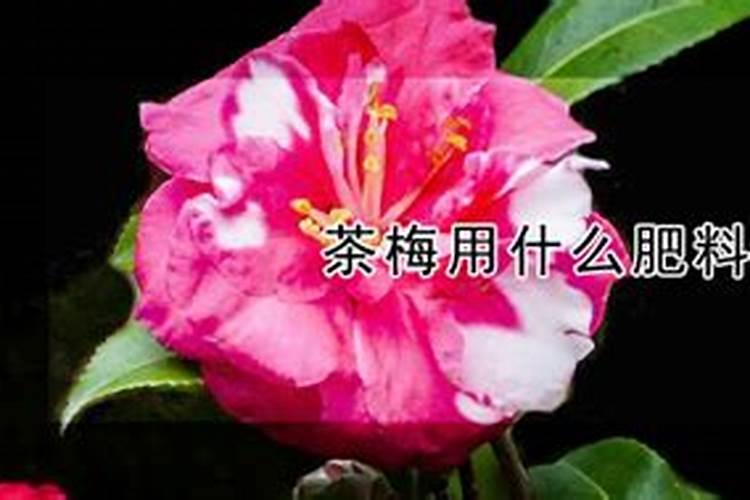 雀梅施肥用什么肥料 雀梅盆景用复合肥长得好