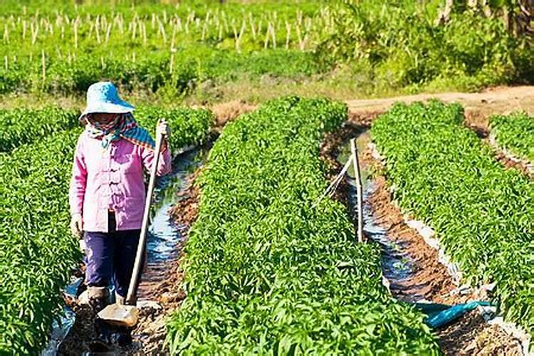 自制花肥有异味？7个小窍门来解决