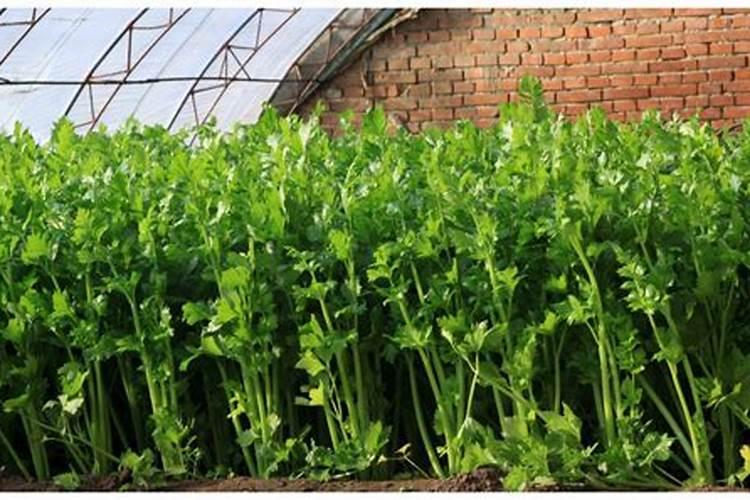 热天大棚种芹菜里面能不能套种波菜